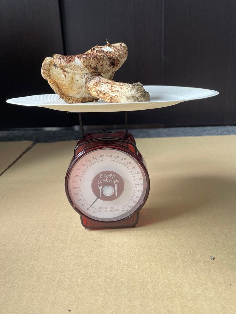 2025.11.24採れたて広島県廿日市産　松茸6本　合計約460グラム