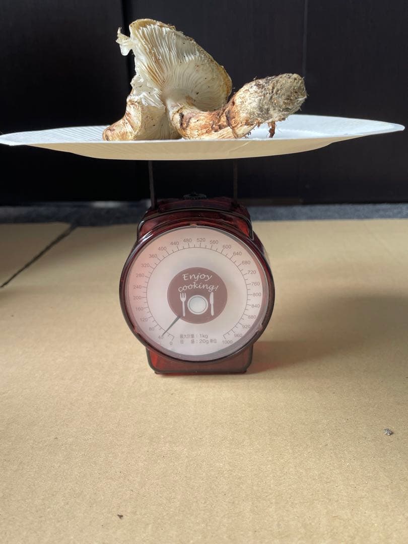 2025.11.24採れたて広島県廿日市産　松茸6本　合計約460グラム