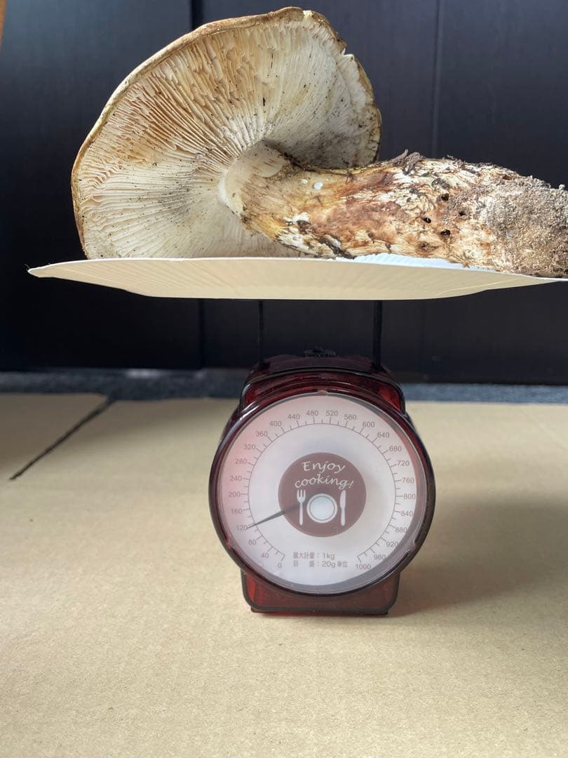 2025.11.24採れたて広島県廿日市産　松茸6本　合計約460グラム