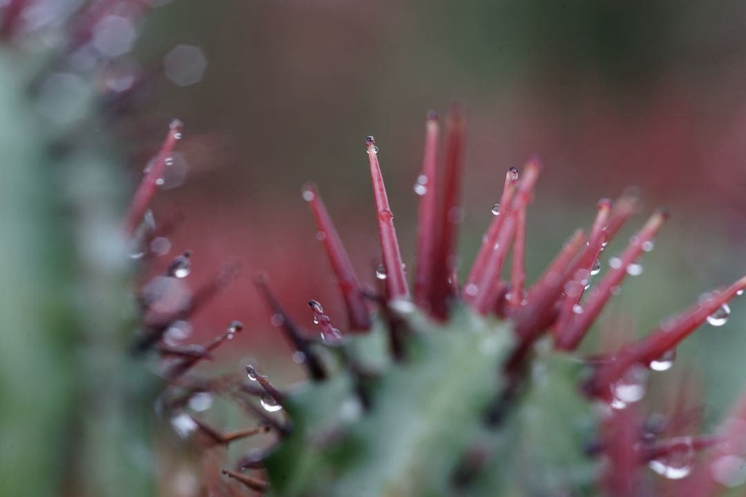 作例付き　Nikon Medical NIKKOR 120mm F4 管mpr