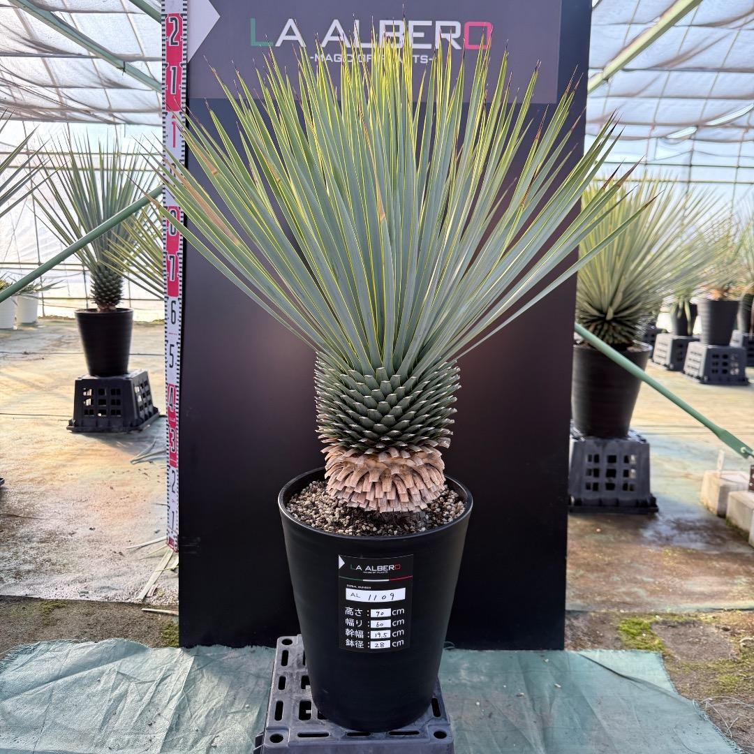 平*政様 【AL1109】ユッカ　ロストラータ