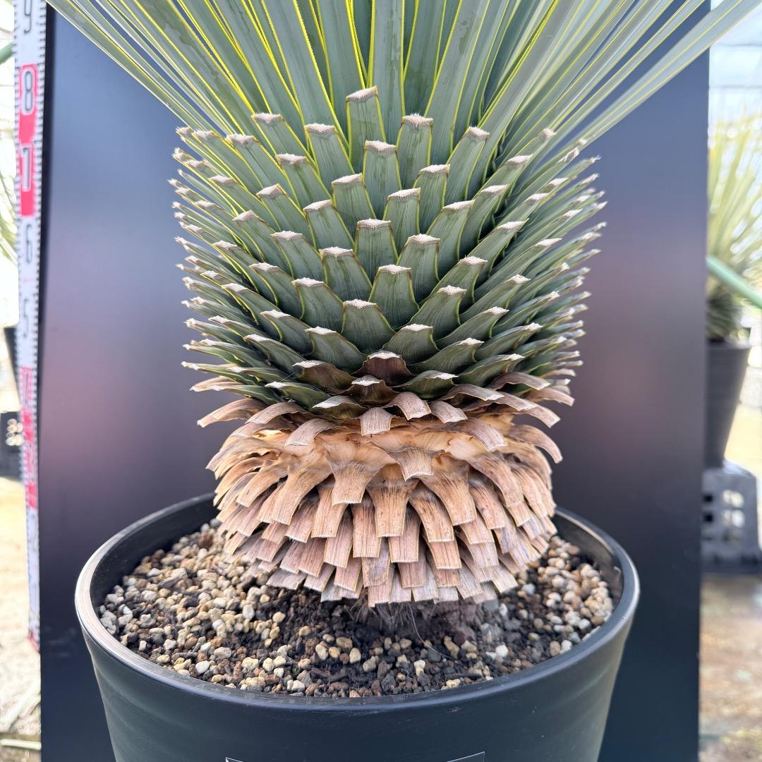 平*政様 【AL1109】ユッカ　ロストラータ