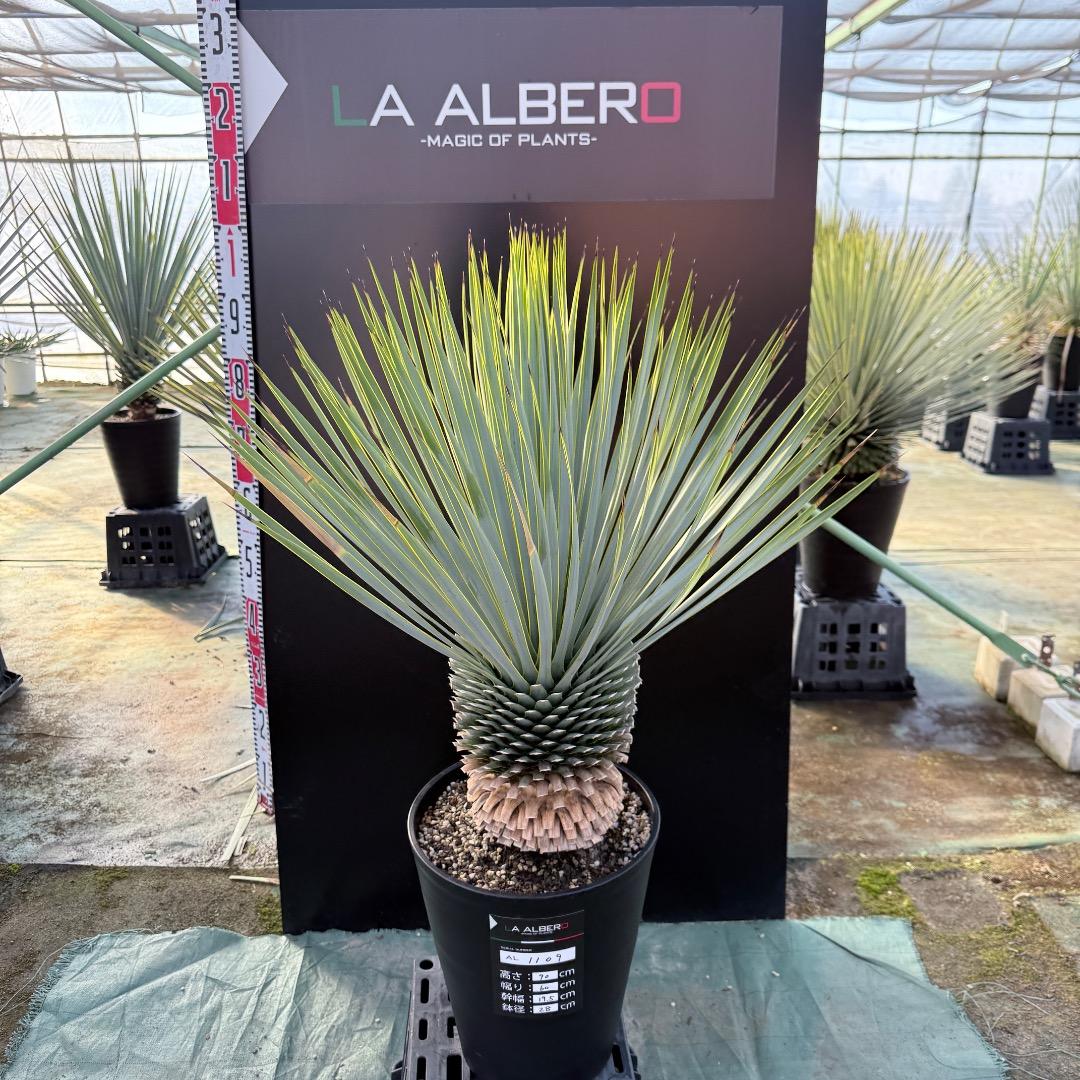 平*政様 【AL1109】ユッカ　ロストラータ