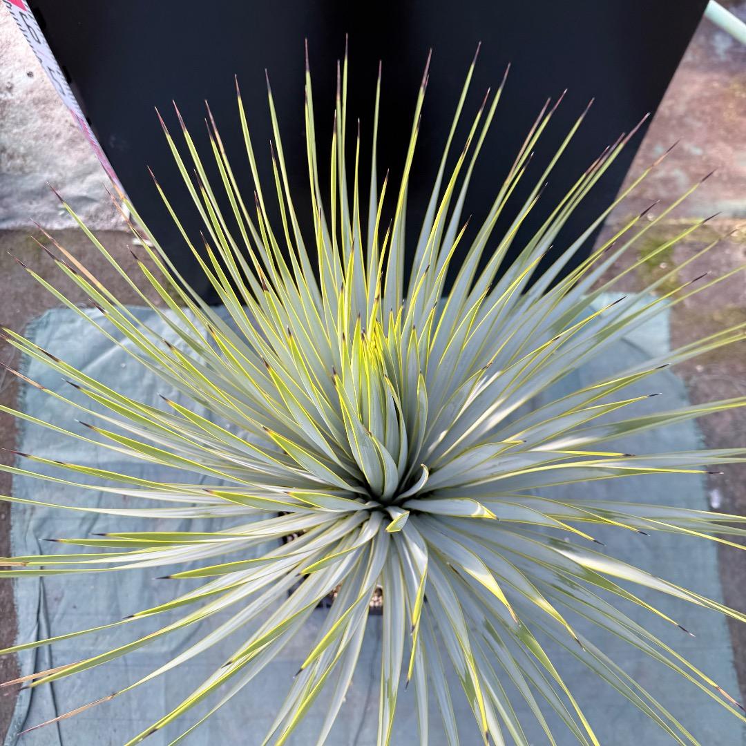 平*政様 【AL1109】ユッカ　ロストラータ