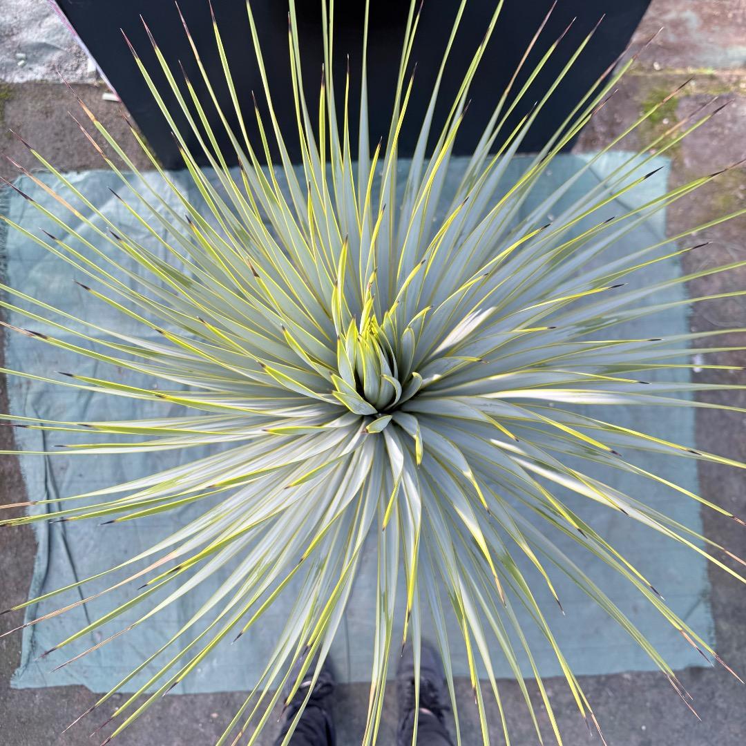 平*政様 【AL1109】ユッカ　ロストラータ