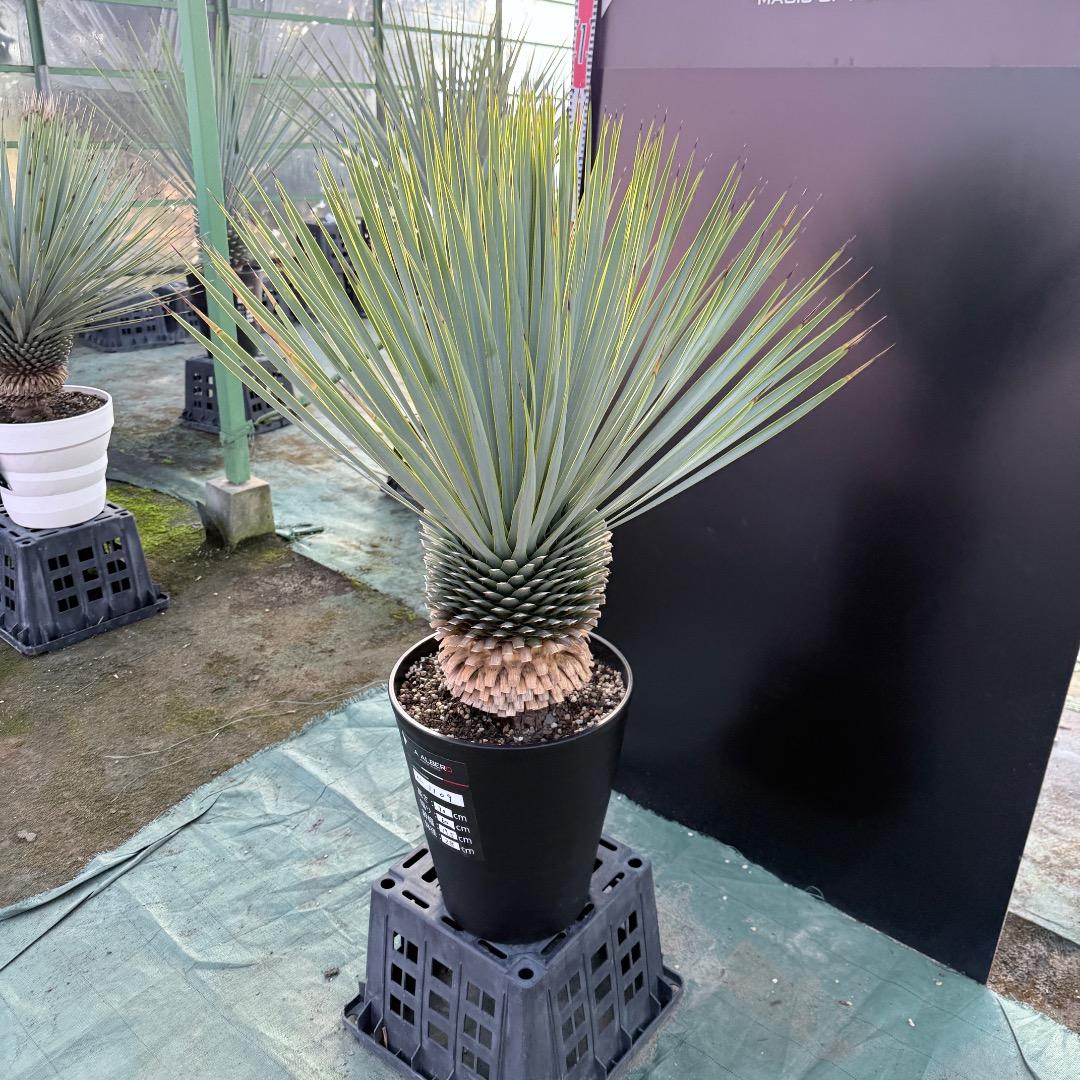 平*政様 【AL1109】ユッカ　ロストラータ