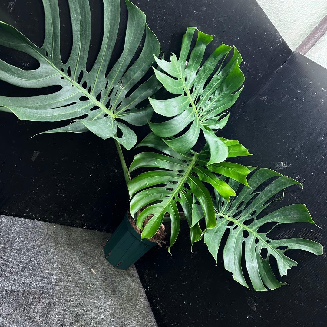 S*P様 モンステラデリシオーサマクロコズム超希少系統鉢植え75㎝