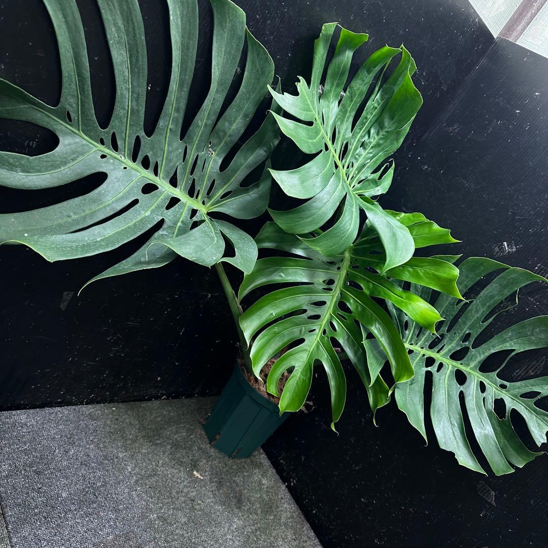 S*P様 モンステラデリシオーサマクロコズム超希少系統鉢植え75㎝