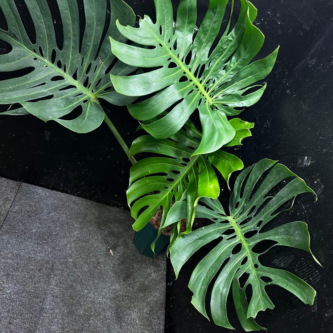 S*P様 モンステラデリシオーサマクロコズム超希少系統鉢植え75㎝