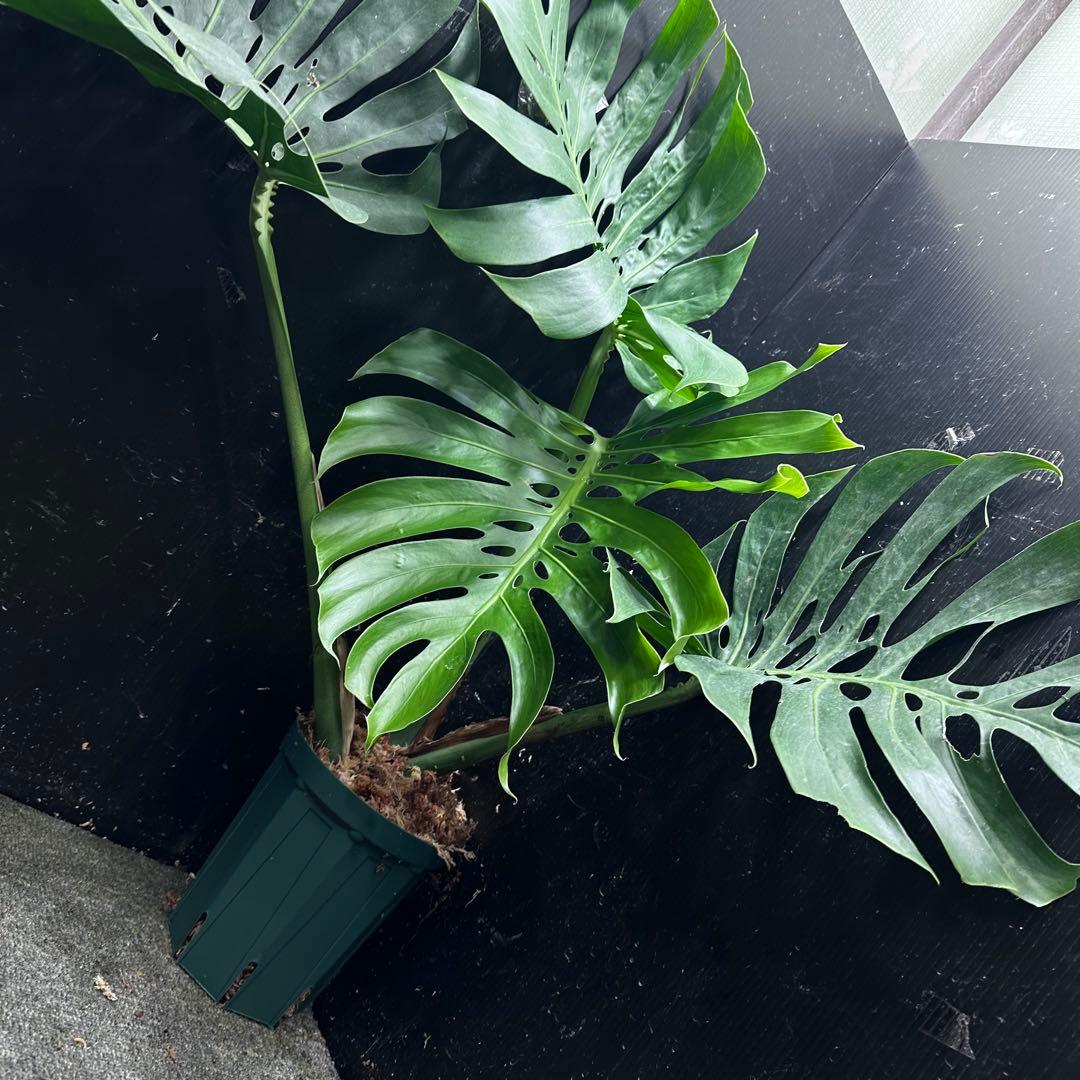 S*P様 モンステラデリシオーサマクロコズム超希少系統鉢植え75㎝