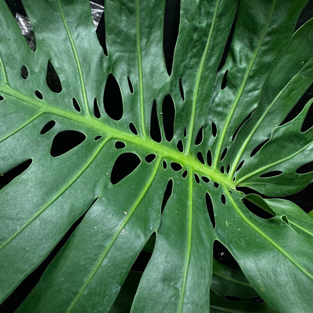 S*P様 モンステラデリシオーサマクロコズム超希少系統鉢植え75㎝