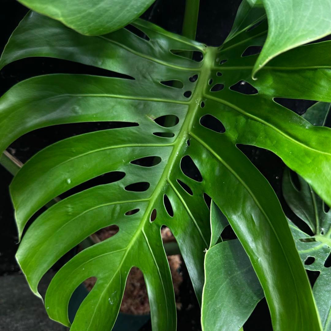 S*P様 モンステラデリシオーサマクロコズム超希少系統鉢植え75㎝