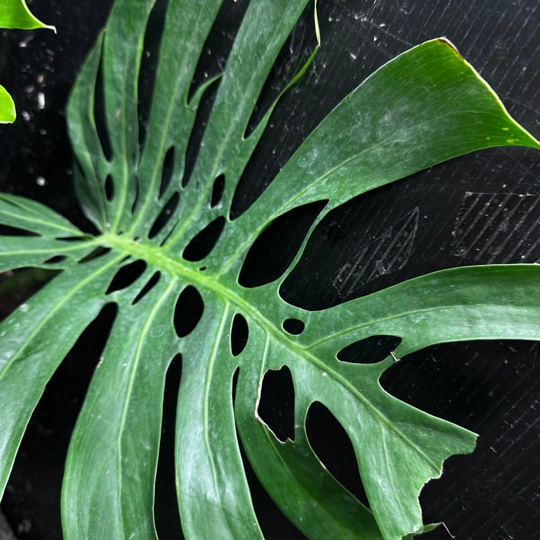 S*P様 モンステラデリシオーサマクロコズム超希少系統鉢植え75㎝