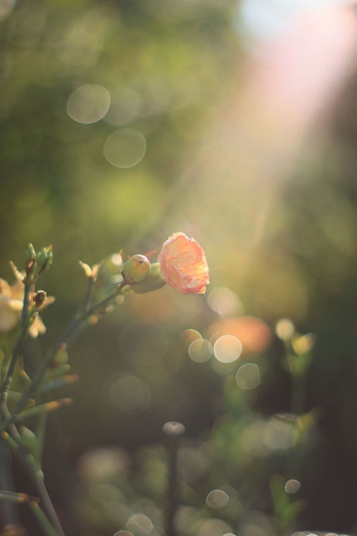 レンズ(単焦点) SMC TAKUMAR 55mm F1.8