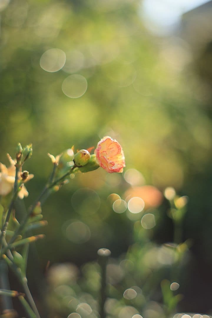 レンズ(単焦点) SMC TAKUMAR 55mm F1.8