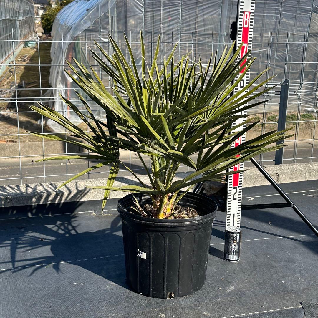 チャメロプス•フミリス【樹高:約73㎝】Jan03