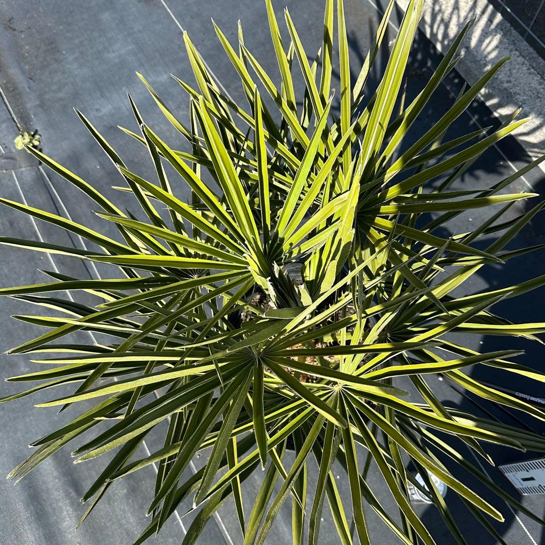 チャメロプス•フミリス【樹高:約73㎝】Jan03