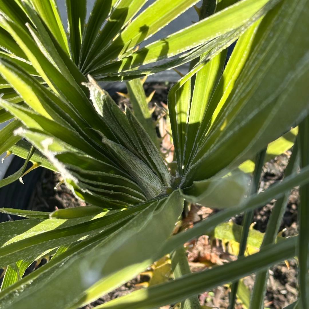 チャメロプス•フミリス【樹高:約73㎝】Jan03