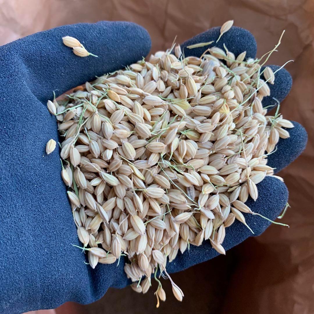 【令和6年産】熊本県 自然栽培米 ひのひかり 玄米20kg