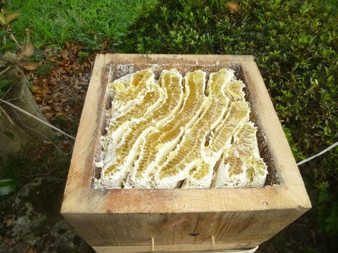 【結晶、残り僅か】ニホンミツバチの百花蜜1050g