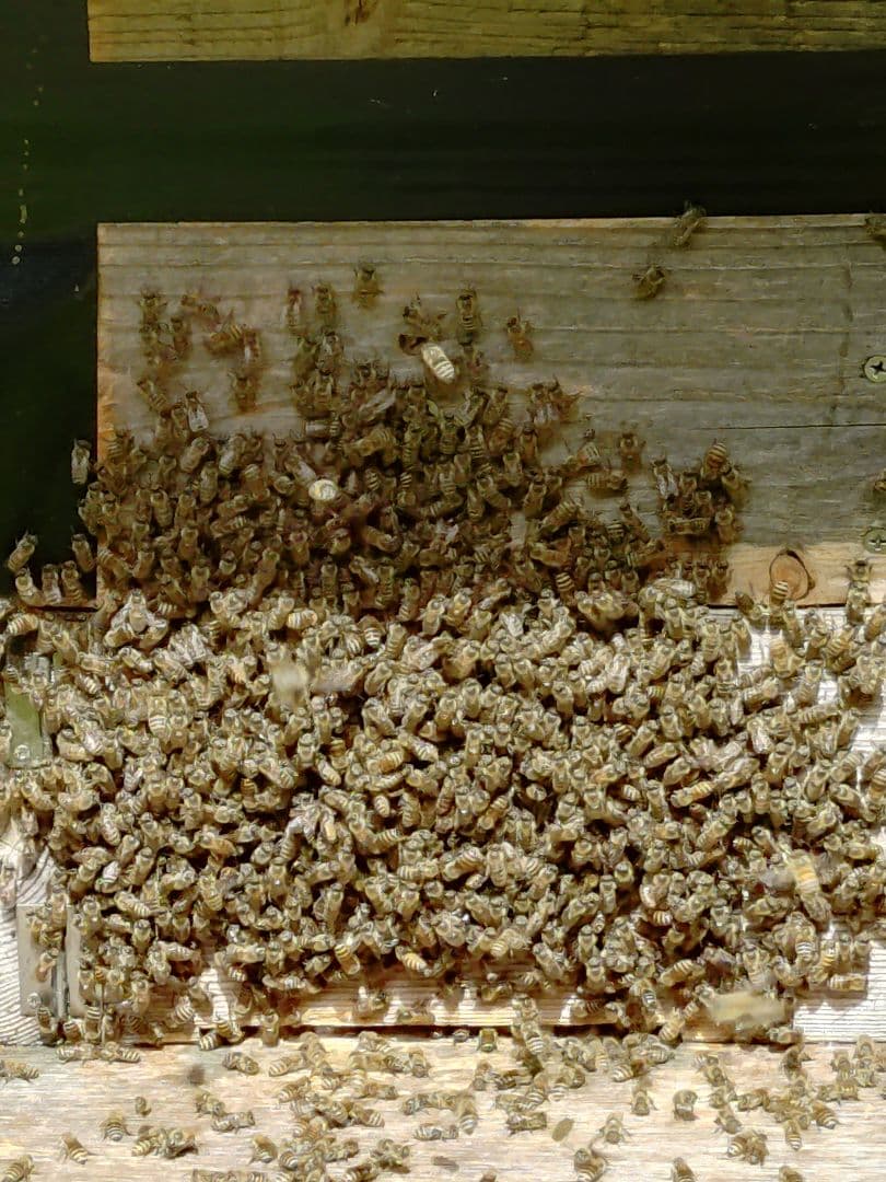 よー　ニホンミツバチ　蜂蜜　　信州産　無添加・非加熱　580g×2本