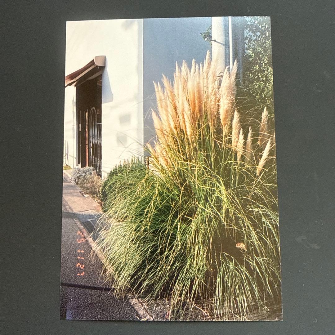 CONTAX T3 D フィルムカメラ （チタン）データバック