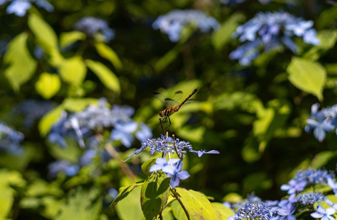 Canon EOS M10ダブルズームキット+単焦点レンズ２本付き