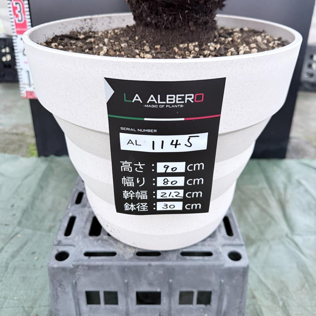 【AL1145】ユッカ　ロストラータ　ホワイト個体　【ALBEROホワイト祭り】