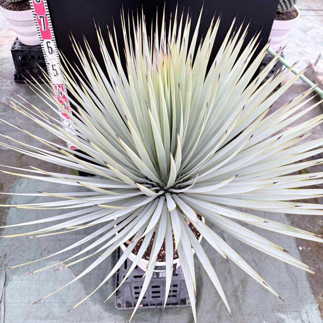 【AL1145】ユッカ　ロストラータ　ホワイト個体　【ALBEROホワイト祭り】