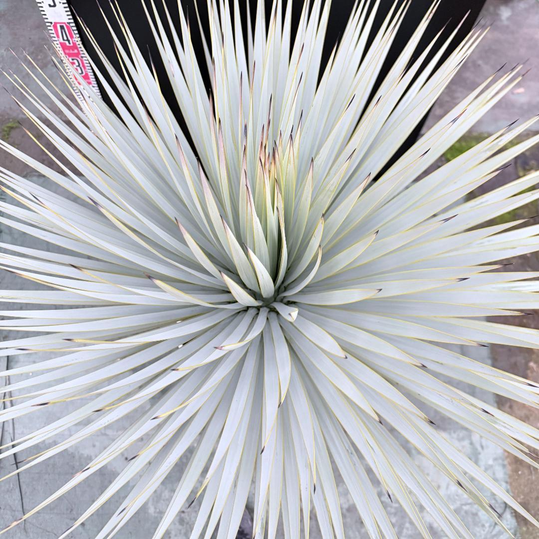 【AL1145】ユッカ　ロストラータ　ホワイト個体　【ALBEROホワイト祭り】