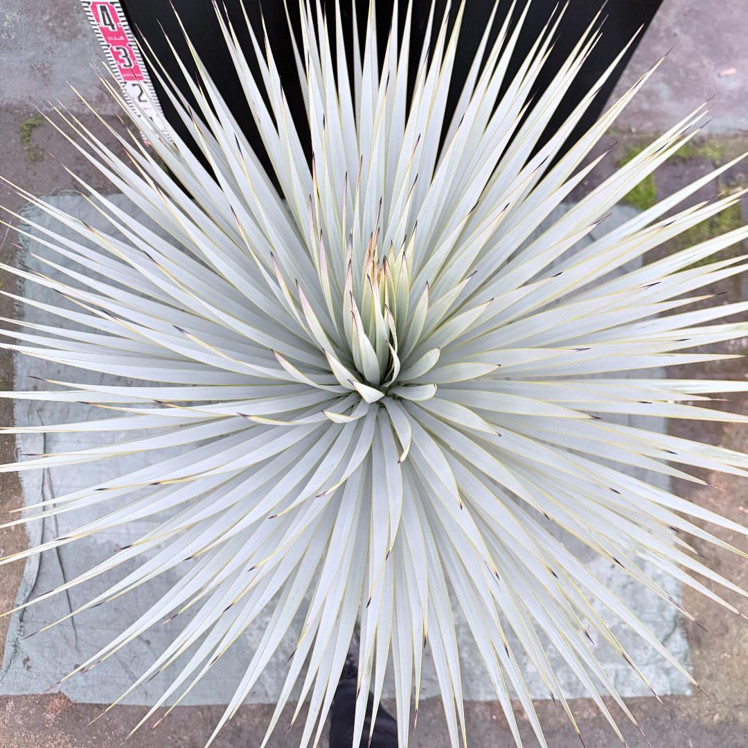 【AL1145】ユッカ　ロストラータ　ホワイト個体　【ALBEROホワイト祭り】