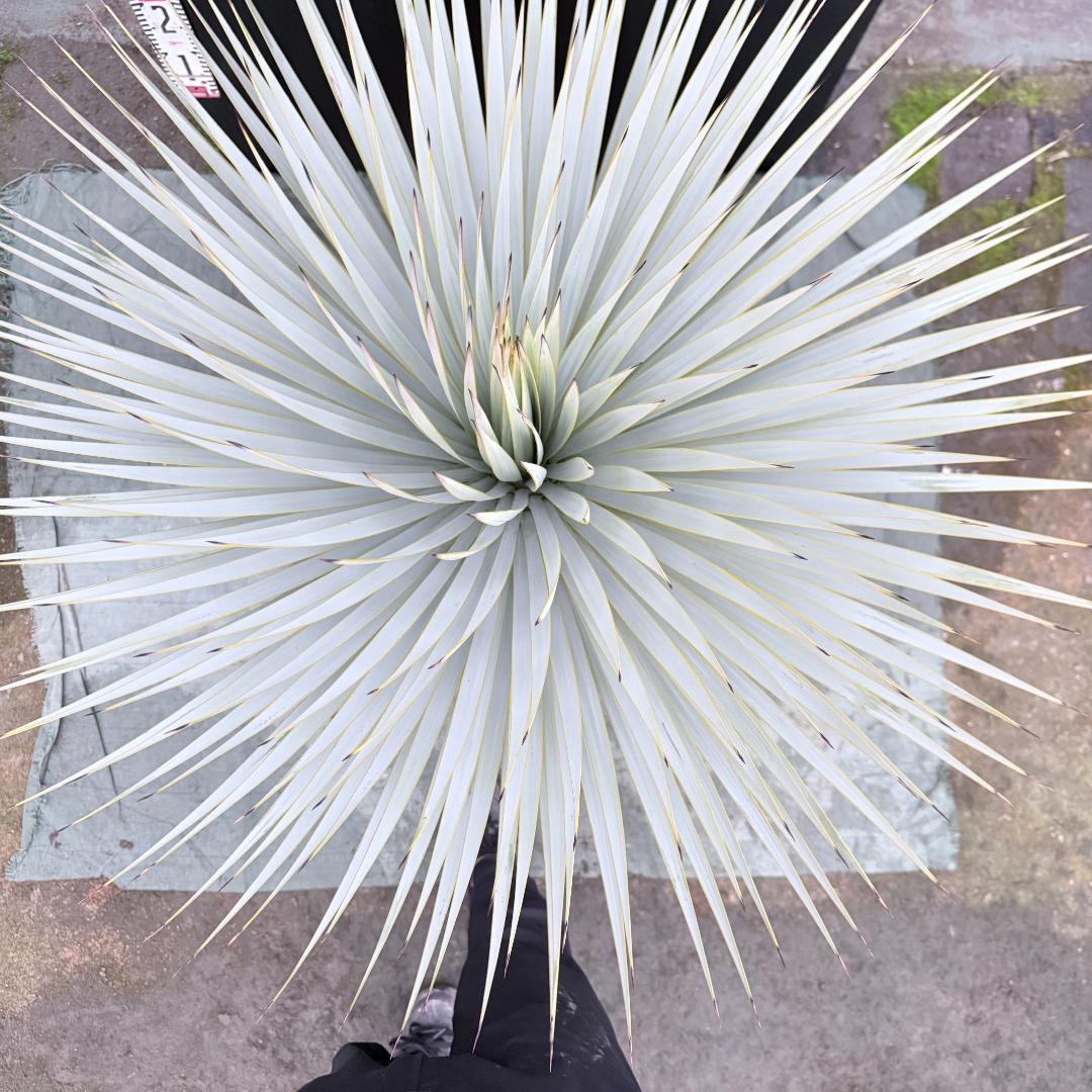 【AL1145】ユッカ　ロストラータ　ホワイト個体　【ALBEROホワイト祭り】