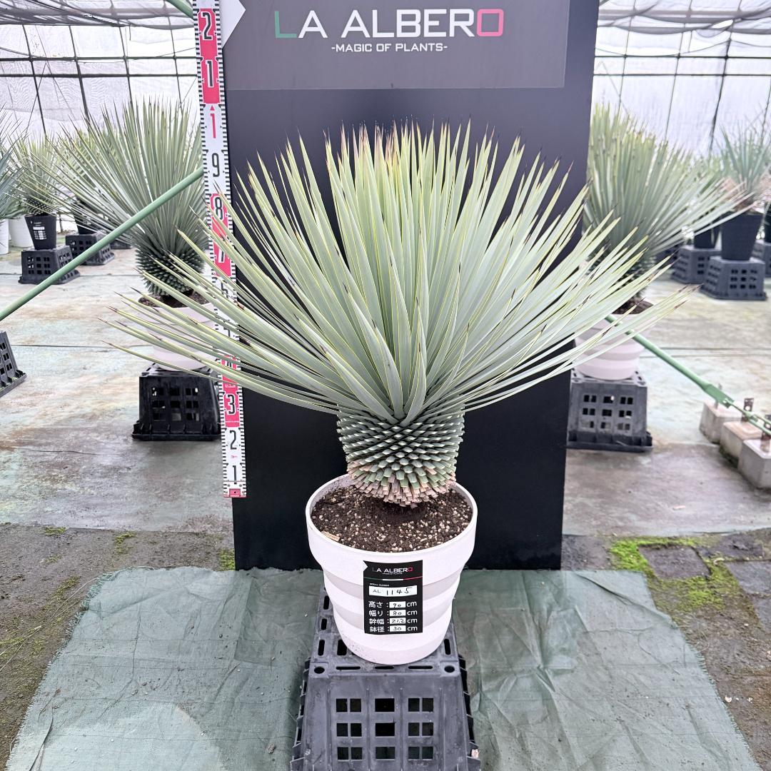 【AL1145】ユッカ　ロストラータ　ホワイト個体　【ALBEROホワイト祭り】