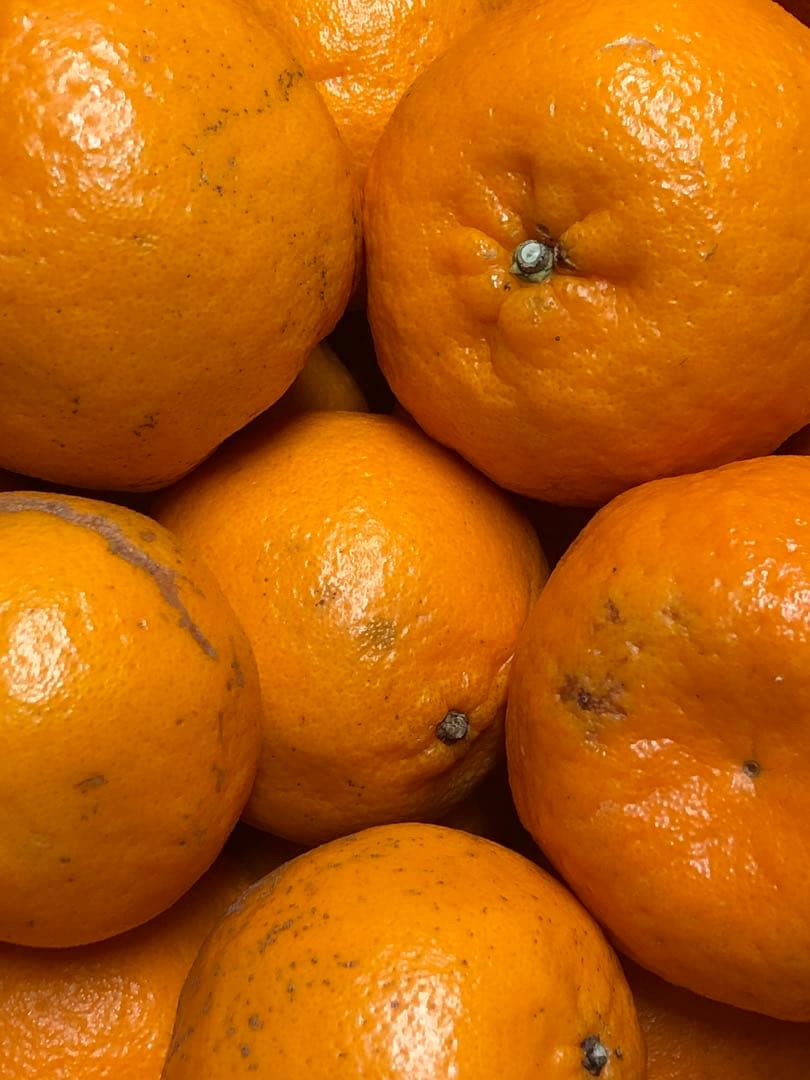 天草産ポンカン　家庭用　箱込20kg