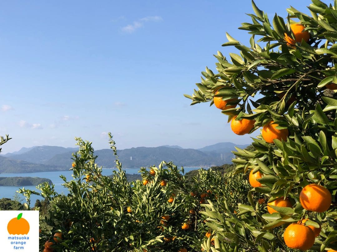 天草産ポンカン　家庭用　箱込20kg