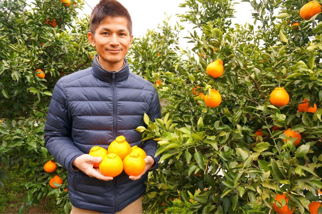 天草産ポンカン　家庭用　箱込20kg