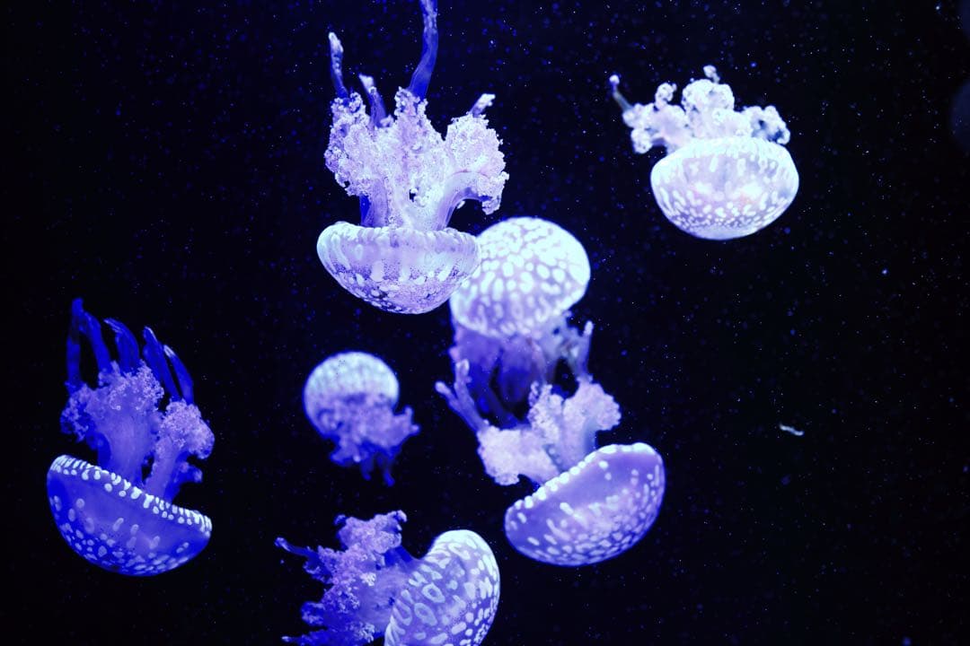 シグマ18-35mm F1.8 DC HSM | Art