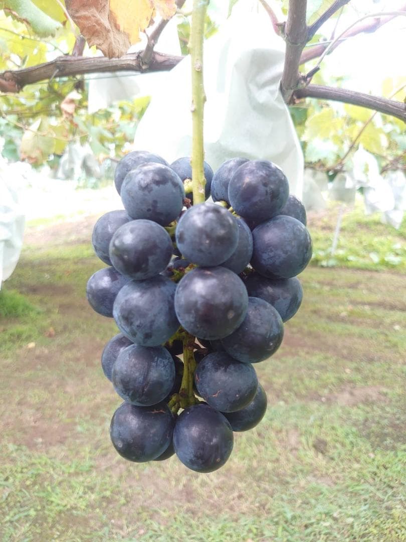 【よしき】★ナガノパープル★長野県産★房★3.8ｋｇ程度★家庭用★