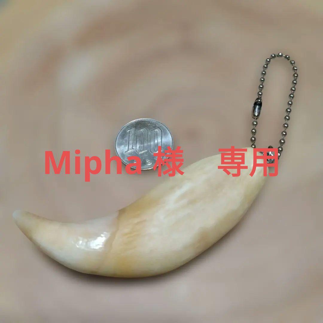 熊牙キーホルダー　約８cm　ヒグマの牙　羆の牙　　ヒグマ　羆　魔除け　災難除け