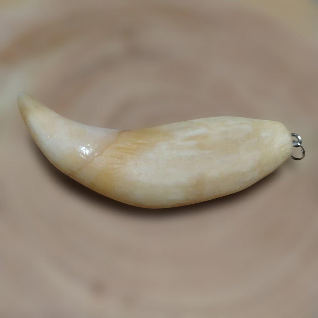 熊牙キーホルダー　約８cm　ヒグマの牙　羆の牙　　ヒグマ　羆　魔除け　災難除け