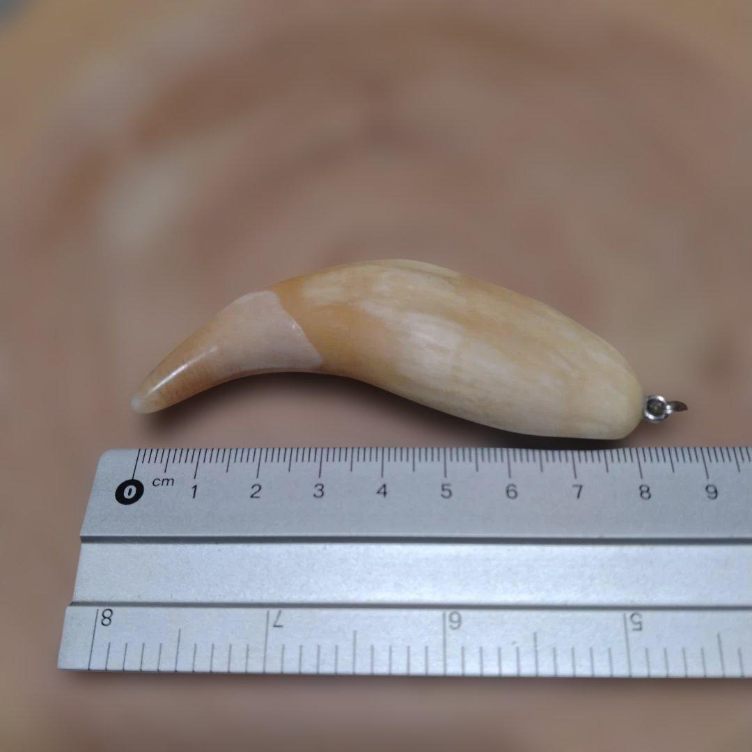 熊牙キーホルダー　約８cm　ヒグマの牙　羆の牙　　ヒグマ　羆　魔除け　災難除け
