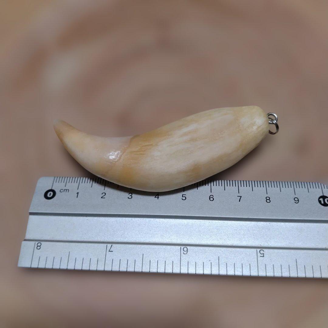 熊牙キーホルダー　約８cm　ヒグマの牙　羆の牙　　ヒグマ　羆　魔除け　災難除け