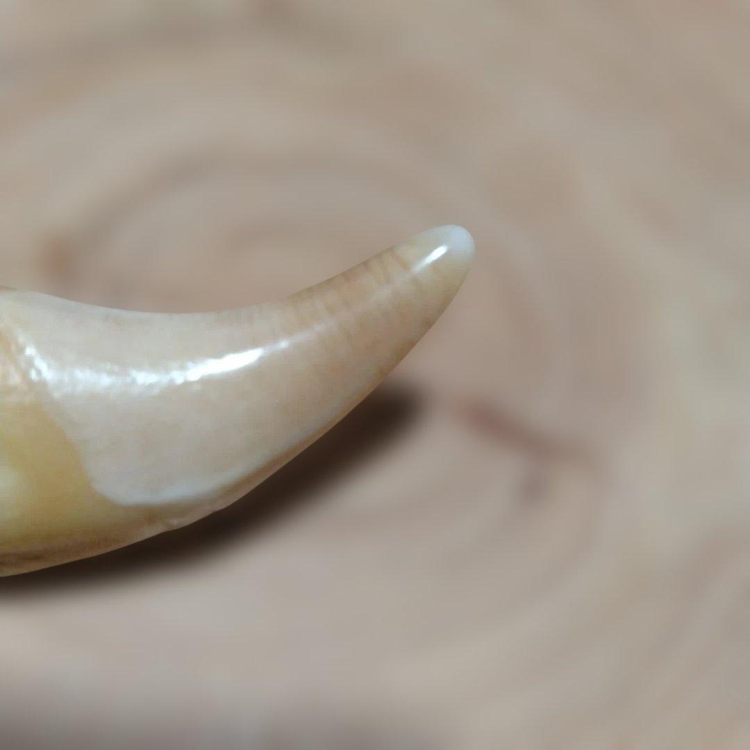 熊牙キーホルダー　約８cm　ヒグマの牙　羆の牙　　ヒグマ　羆　魔除け　災難除け