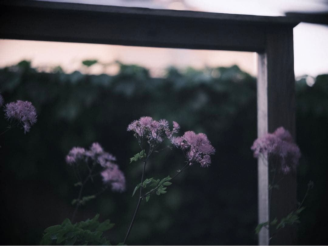 Chiyoko Super rokkor 8.5cm f2.8 希少　付属品多数