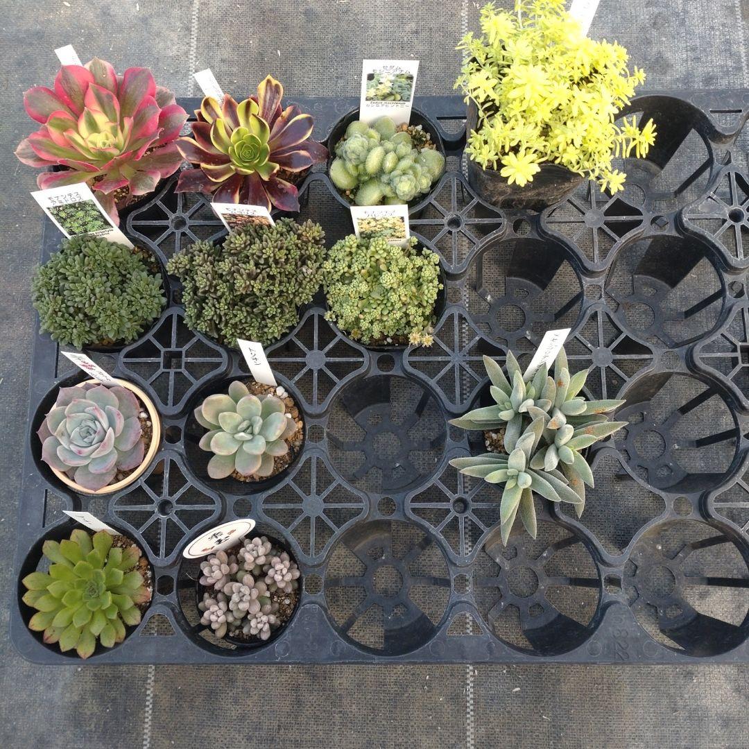 雪うさぎさん専用