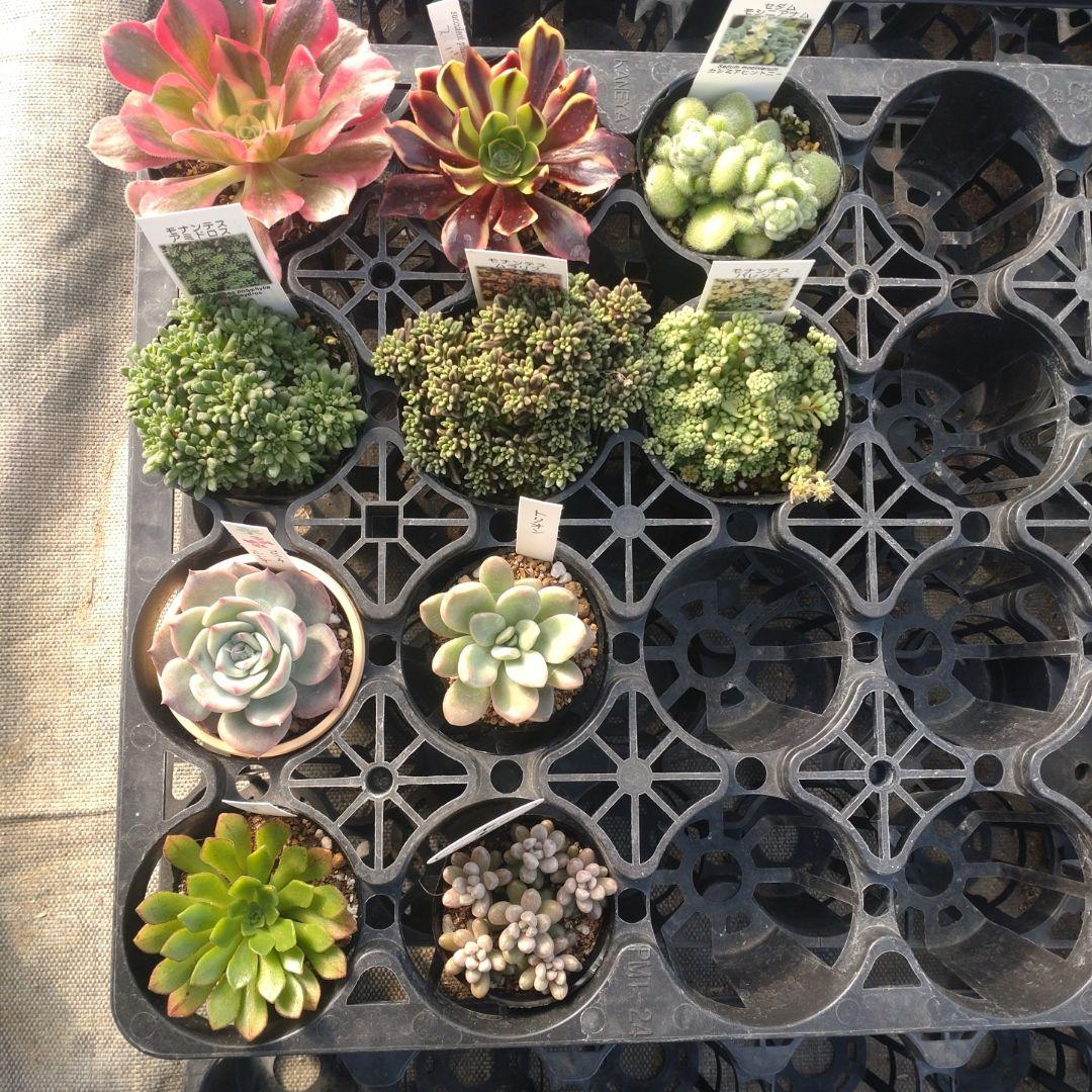 雪うさぎさん専用