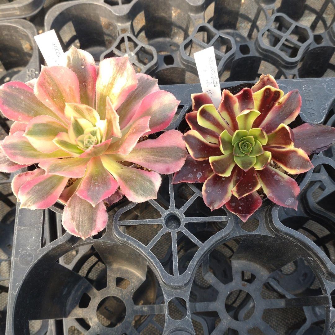 雪うさぎさん専用