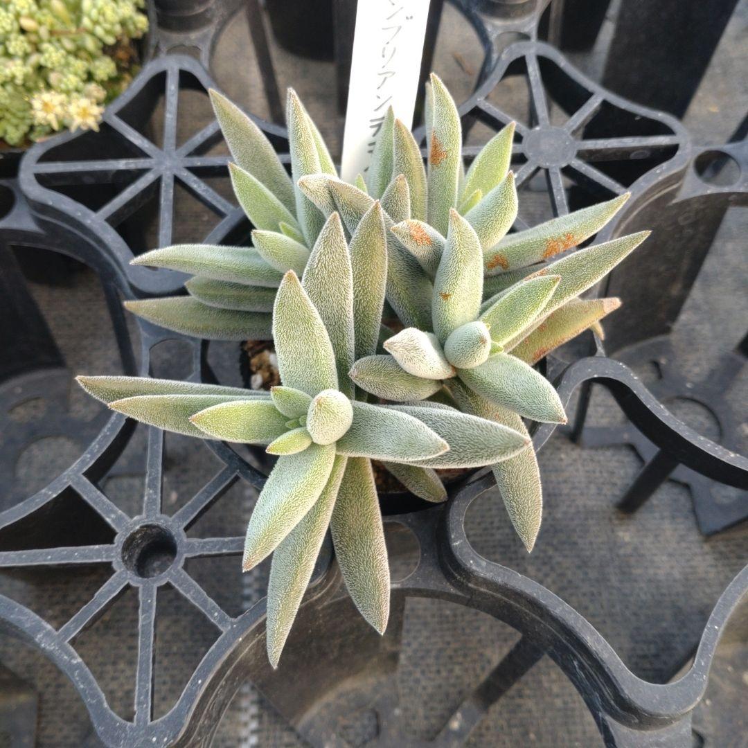 雪うさぎさん専用