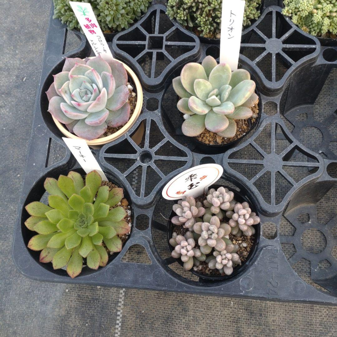 雪うさぎさん専用