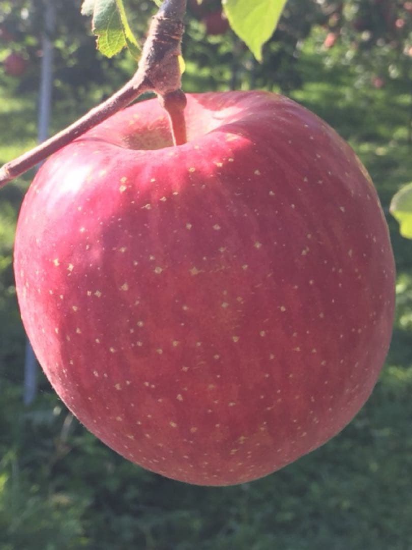 ひろりんページ　サンふじ　贈答用　大玉　農家直送